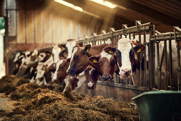 Livestock