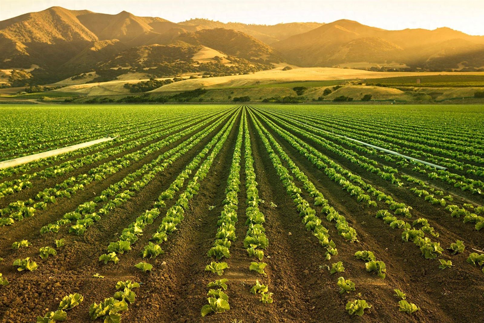 Agriculture
